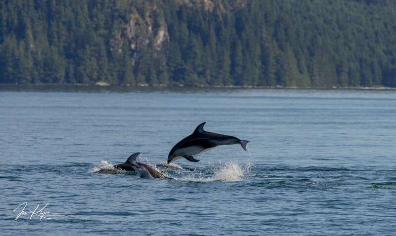 Campbell River: 6 Hour Covered Whale Watching Tour w/ Lunch - Lunch onboard: the value people actually feel