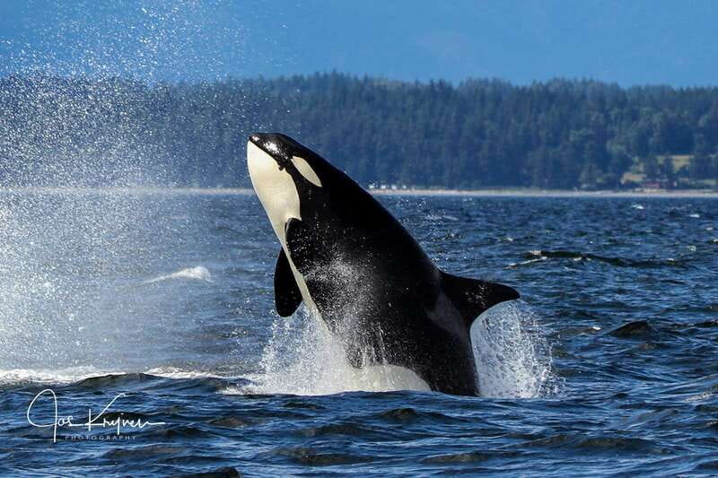 Campbell River: 6 Hour Covered Whale Watching Tour w/ Lunch - Who should book this whale watching tour
