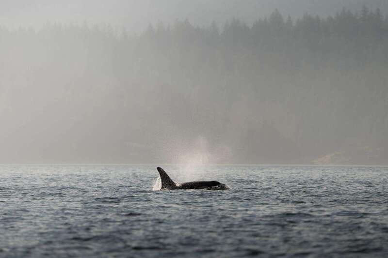 Campbell River: 6-Hour Whale Watching Boat Tour - Where Campbell River Gets You Closer Than You Think