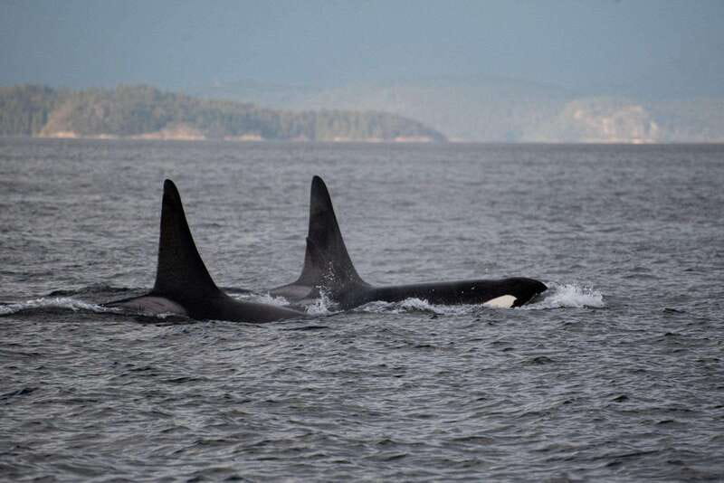 Campbell River: 6-Hour Whale Watching Boat Tour - The First Long Wildlife Sweep: Three Hours to Find the Patterns