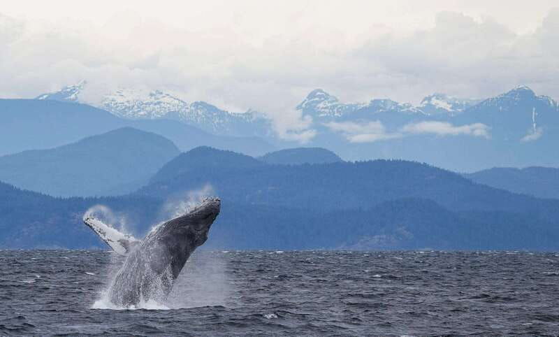 Campbell River: 6-Hour Whale Watching Boat Tour - The Second Wildlife Sweep: Two and a Half Hours to Finish Strong