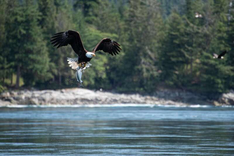Campbell River: 6-Hour Whale Watching Boat Tour - Boat Comfort: Covered or Open, and Why It Matters