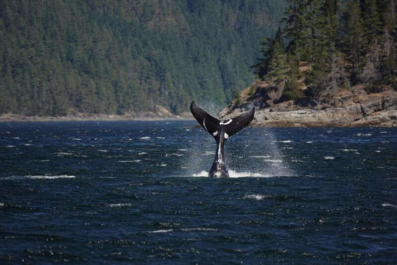 Campbell River: 6-Hour Whale Watching Boat Tour - Starting at The Floathouse: Safety First, Then Wildlife Mode