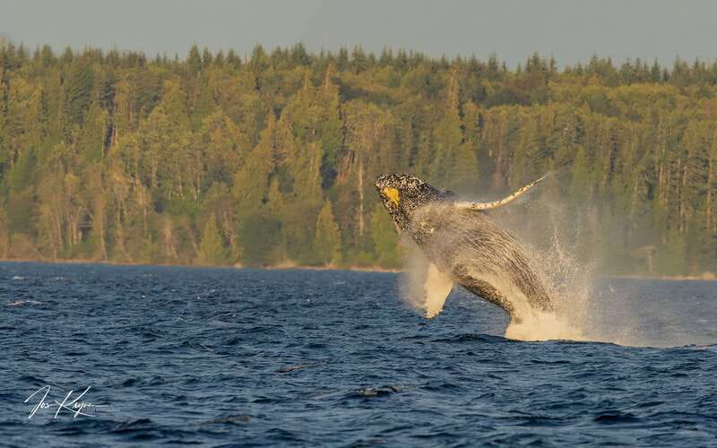 Campbell River: 6 Hour Zodiac Whale Watching Tour w/ Lunch - A Zodiac Day on the Discovery Passage, With Wildlife You Can Actually Find