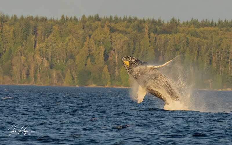 Campbell River: 6 Hour Zodiac Whale Watching Tour w/ Lunch - FAQ