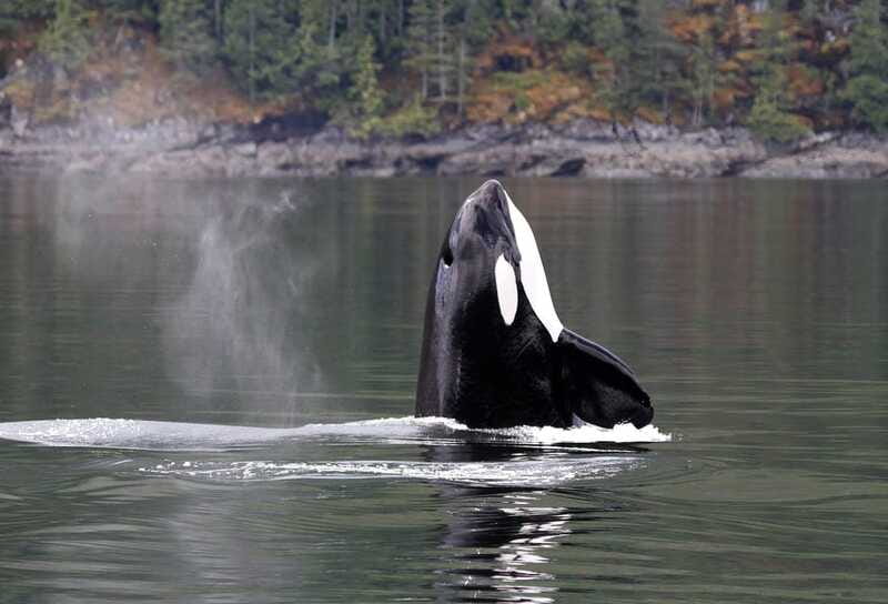 Campbell River: 6 Hour Zodiac Whale Watching Tour w/ Lunch - Specialist Commentary You Can Follow, Plus Lunch That Feels Part of the Day