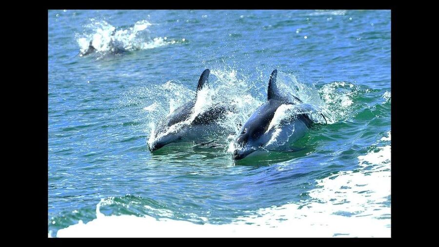 Campbell River: 7-Hour Big Animal Encounter Boat Tour - Key things I’d watch for before you go