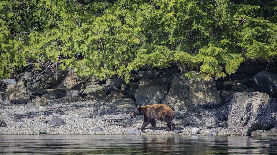 Campbell River: 7-Hour Big Animal Encounter Boat Tour - From Campbell River to the Discovery Islands channels