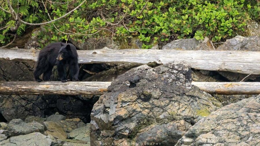 Campbell River: 7-Hour Big Animal Encounter Boat Tour - Wildlife beyond whales: where your day can get surprising