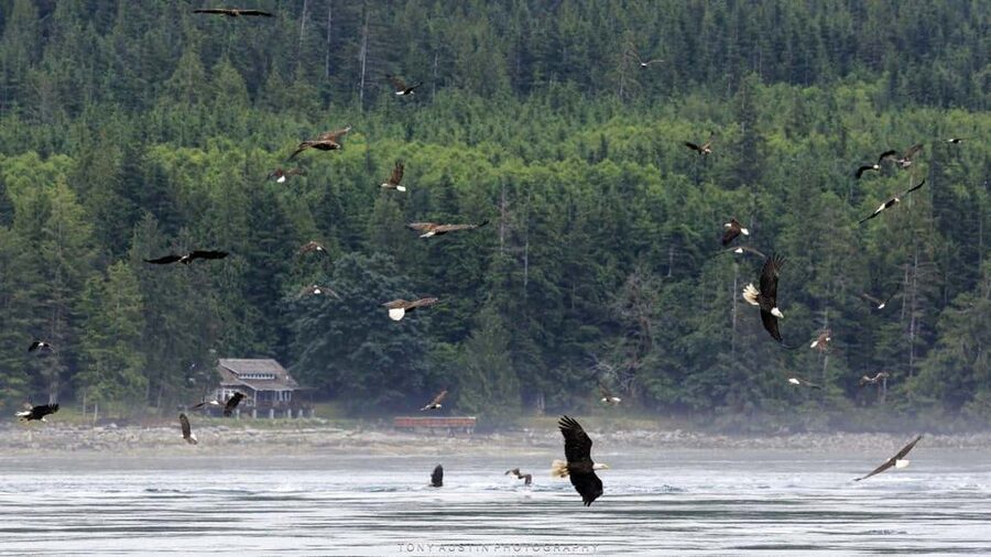 Campbell River: 7-Hour Big Animal Encounter Boat Tour - Lunch onboard: included, but check your food needs