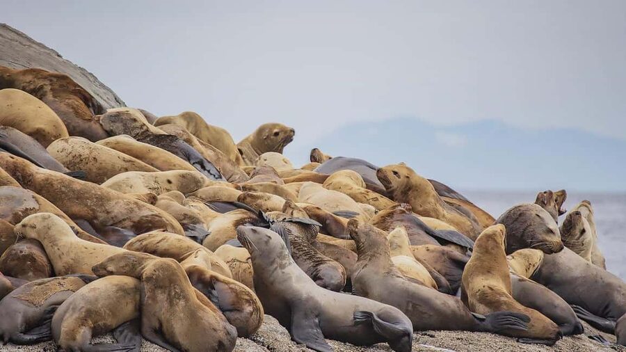 Campbell River: 7-Hour Big Animal Encounter Boat Tour - Weather, photos, and the reality of distance