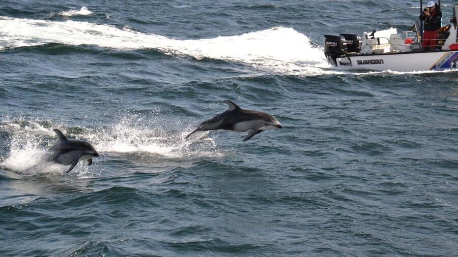 Campbell River: 7-Hour Big Animal Encounter Boat Tour - Who should book Big Animal Encounters from Campbell River?