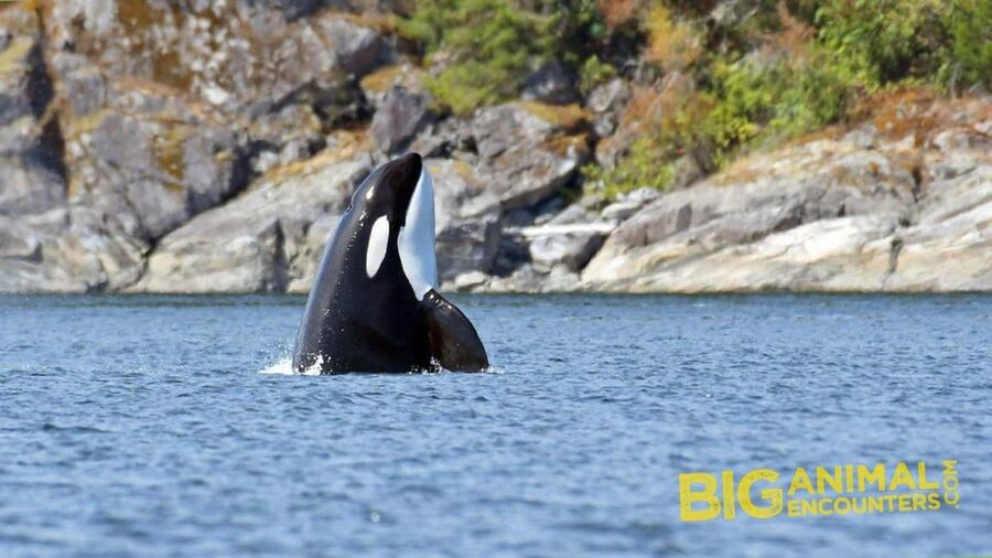 Campbell River: 7-Hour Big Animal Encounter Boat Tour - Should you book this 7-hour whale tour from Campbell River?