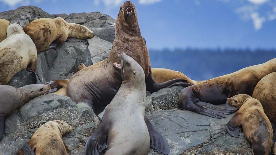 Campbell River: 7-Hour Big Animal Encounter Boat Tour - Your boat comfort game plan: indoor warmth, outdoor spotting