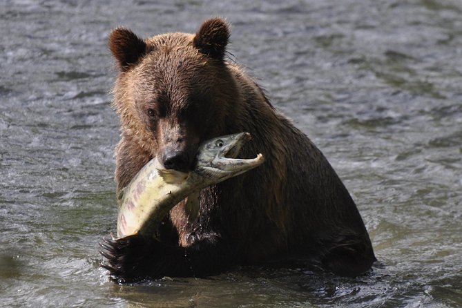 Campbell River: Bute Inlet Grizzly-Watching Tour & Boat Ride - Key things to know before you go