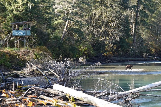 Campbell River: Bute Inlet Grizzly-Watching Tour & Boat Ride - From Campbell River waterfront to Bute Inlet: the boat ride that sets the tone