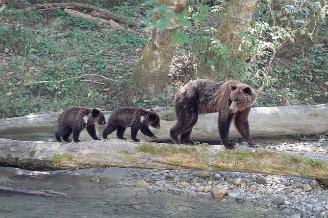Campbell River: Bute Inlet Grizzly-Watching Tour & Boat Ride - Food, comfort, and staying ready for bear moments