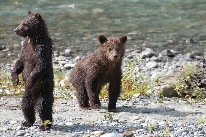 Campbell River: Bute Inlet Grizzly-Watching Tour & Boat Ride - Group size: why the tour avoids the crowded feel