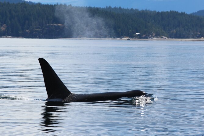 Campbell River: Bute Inlet Grizzly-Watching Tour & Boat Ride - How to time your booking and what to expect from the day