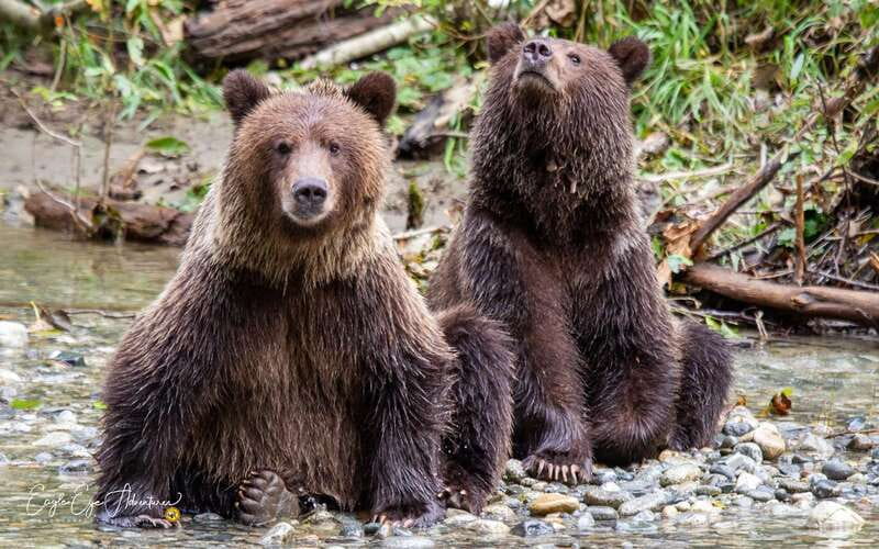 Campbell River: Full-Day Grizzly Bear Tour With Lunch - Key things to know before you go