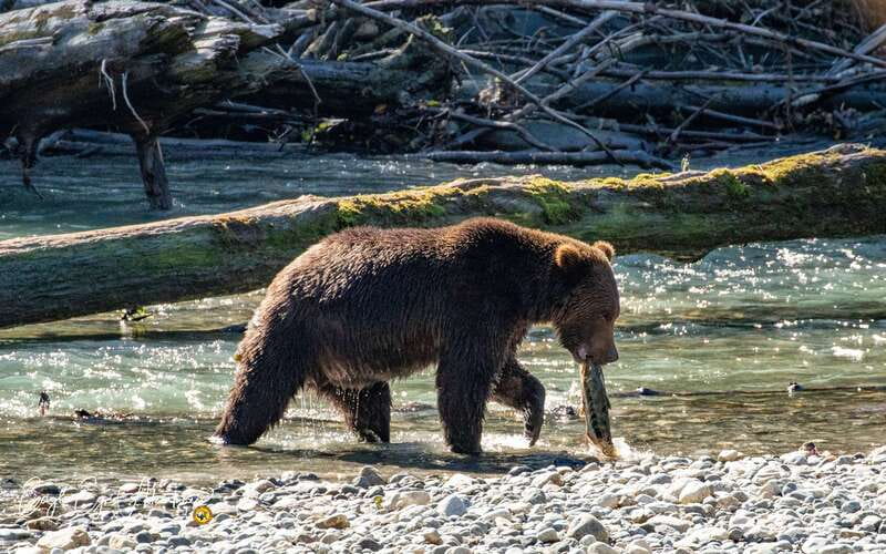 Campbell River: Full-Day Grizzly Bear Tour With Lunch - The first cruise on the water: coastal wildlife plus the education layer