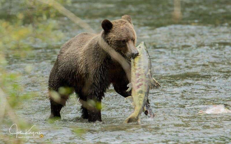 Campbell River: Full-Day Grizzly Bear Tour With Lunch - Meeting the Klahoose First Nation guides and heading up the valley