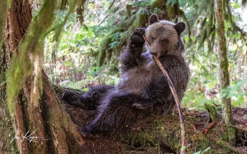 Campbell River: Full-Day Grizzly Bear Tour With Lunch - Bear viewing platforms: how the design improves your odds