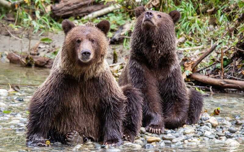 Campbell River: Full-Day Grizzly Bear Tour With Lunch - Lunch break: fueling a full-day wildlife schedule