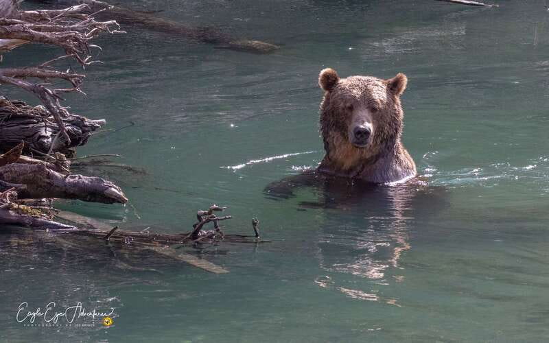 Campbell River: Full-Day Grizzly Bear Tour With Lunch - Second boat cruise back: one last look at the coast