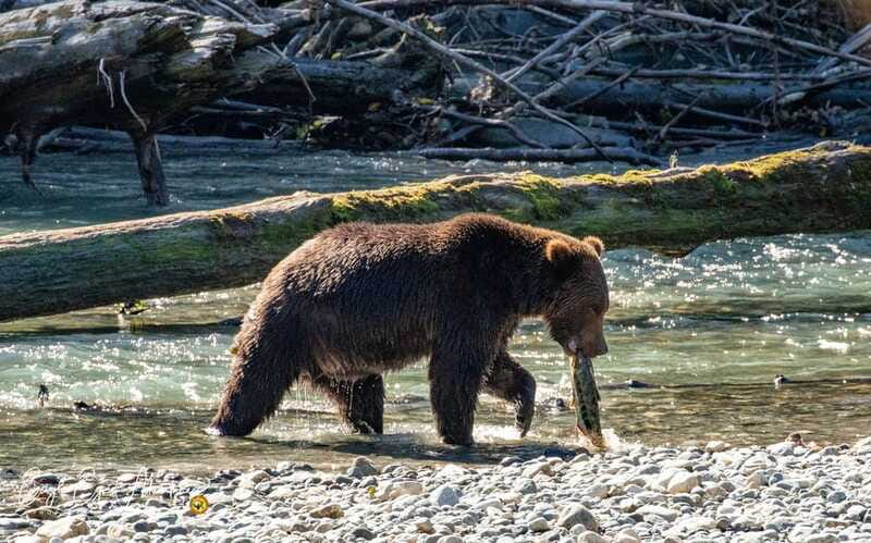 Campbell River: Full-Day Grizzly Bear Tour With Lunch - Practical tips: what to bring, and what to leave behind