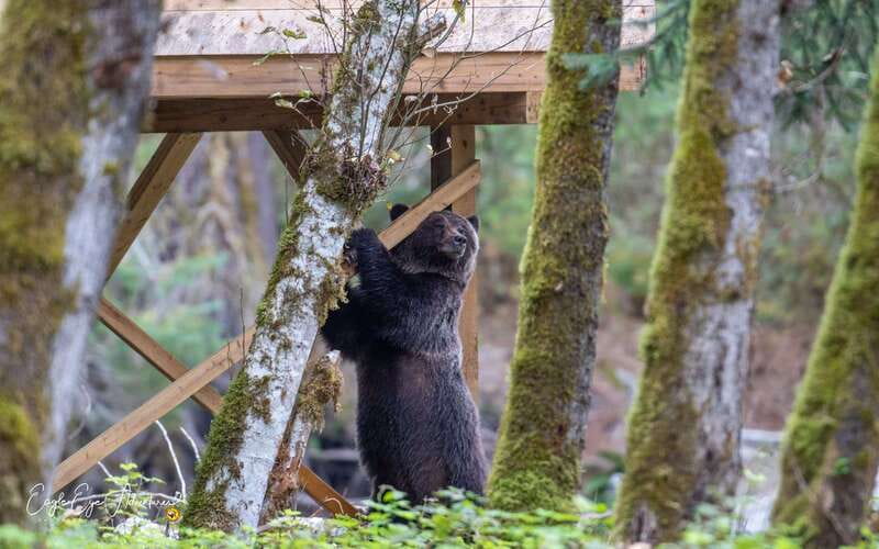 Campbell River: Full-Day Grizzly Bear Tour With Lunch - Coast Marina start: what your morning feels like