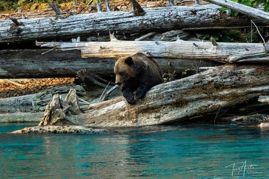 Campbell River: Grizzly Bear Expedition with Lunch - The day starts in Campbell River, then heads deep into Bute Inlet