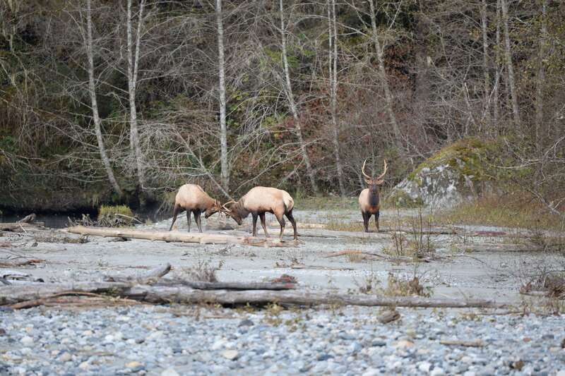 Campbell River: Grizzly Bear-Watching Tour with Lunch - How the Bears’ Salmon Timing Changes Everything (August, September, October)