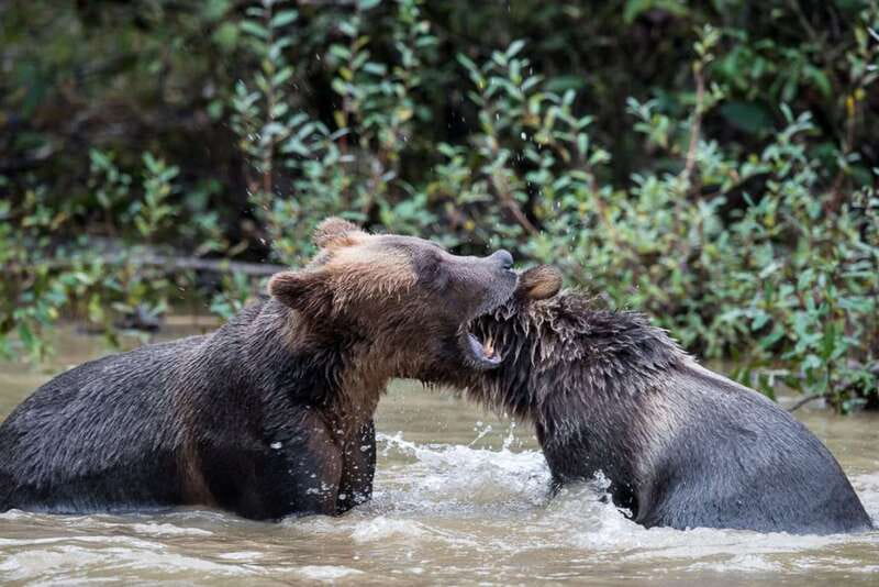 Campbell River: Grizzly Bear-Watching Tour with Lunch - Guides, Culture, and the Homalco Connection You Actually Use