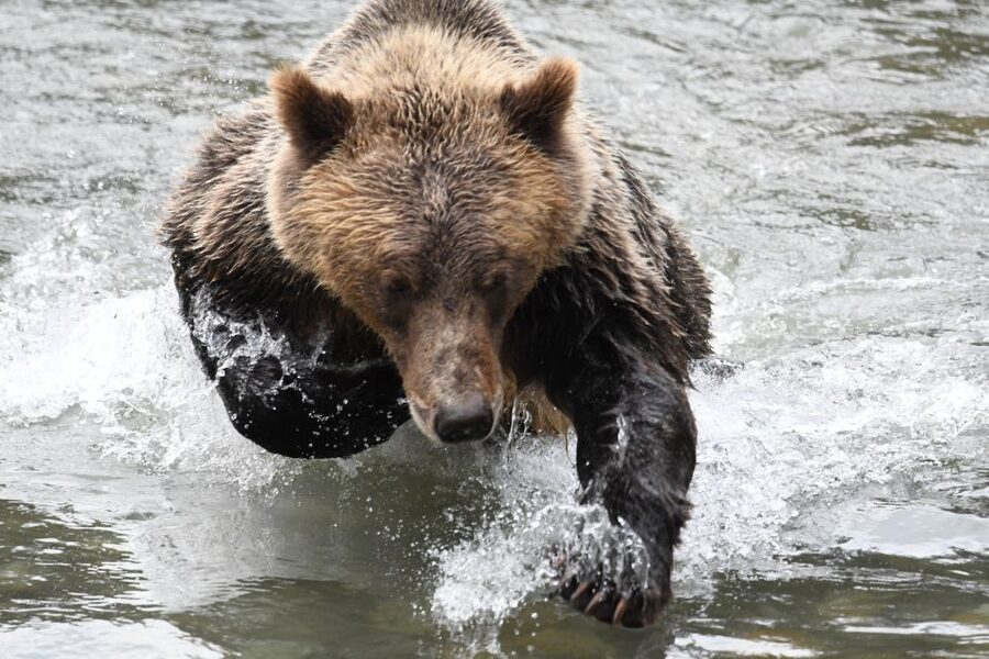 Campbell River: Grizzly Bear-Watching Tour with Lunch - What the Price Covers: $460 Per Person and What You Get for It