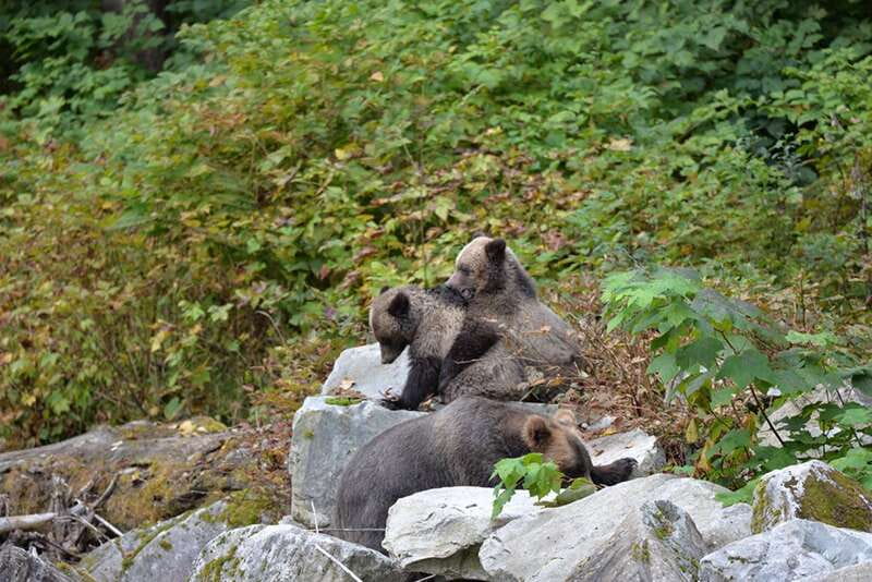 Campbell River: Grizzly Bear-Watching Tour with Lunch - What to Pack So You Can Actually Enjoy the Bear Watching
