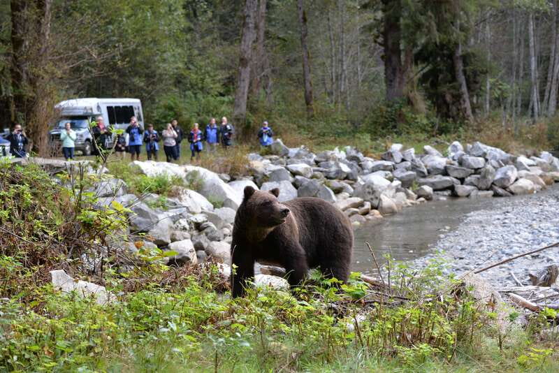Campbell River: Grizzly Bear-Watching Tour with Lunch - Boat Time on the Way to Bute Inlet: Marine Wildlife You Might Spot
