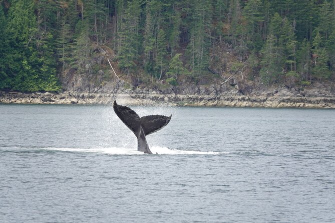 Campbell River: Kayaking and Whale Watching Tour - Key highlights you should know