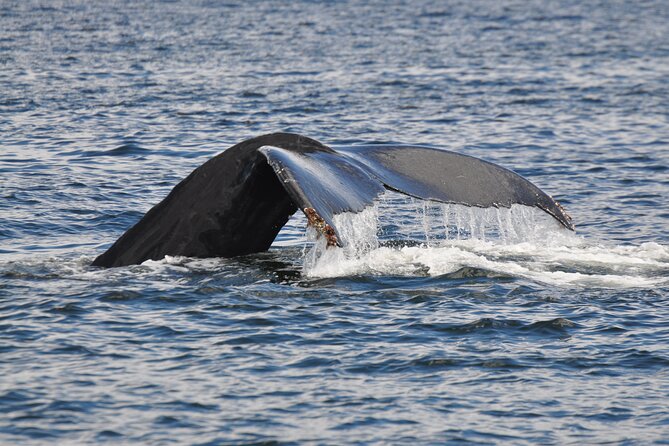 Campbell River: Kayaking and Whale Watching Tour - Why Campbell River works so well for whales and kayaking