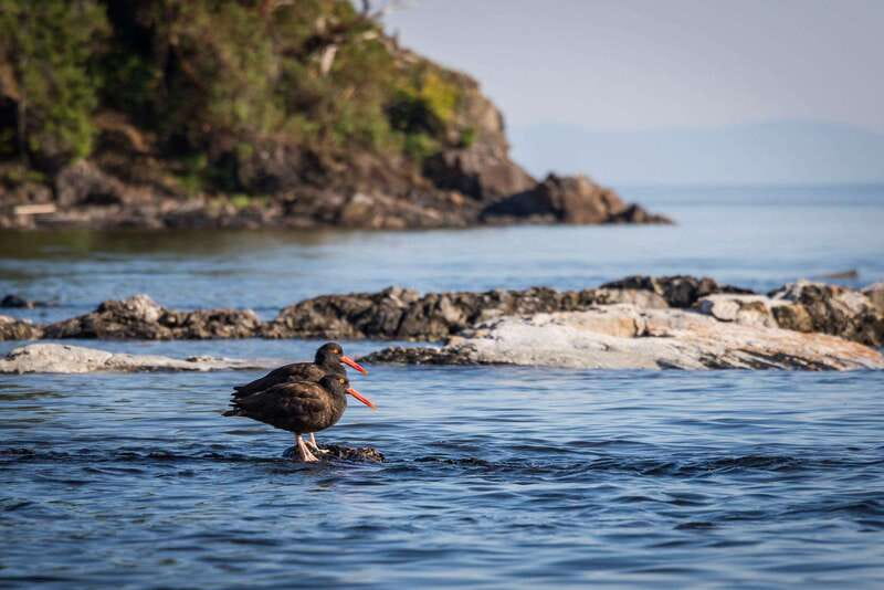 Campbell River: Kayaking and Whale Watching Tour - What lunch and hot drinks do for a 9-hour day