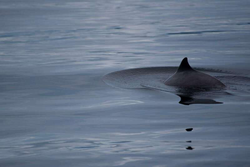 Campbell River: Kayaking and Whale Watching Tour - Meeting at Discovery Harbour Marina: Dock E and The Floathouse