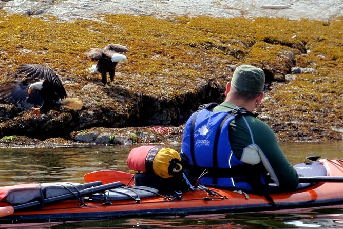Campbell River: Kayaking and Whale Watching Tour - The Wild 1 boat ride: covered comfort with an open viewing deck