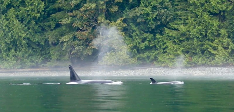 Campbell River: Salish Sea Whale Watching Adventure - Key things that make this whale watching stand out