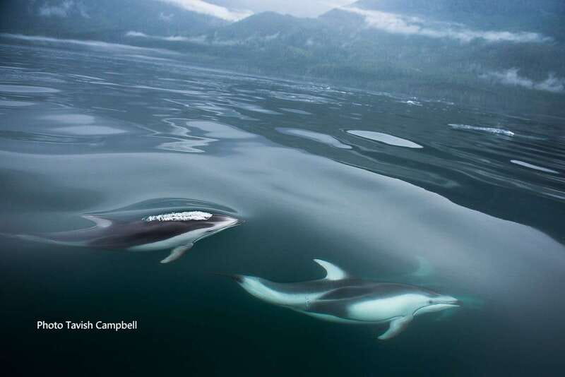 Campbell River: Salish Sea Whale Watching Adventure - From Coast Marina to the Salish Sea: getting your bearings fast