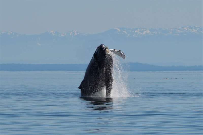 Campbell River: Salish Sea Whale Watching Adventure - Humpbacks, orcas, dolphins, sea lions, and the thrill of the next sighting