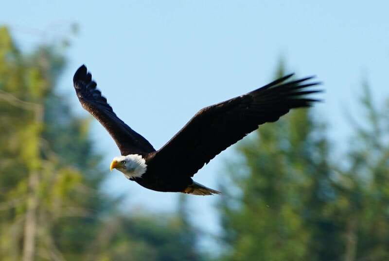 Campbell River: Salish Sea Whale Watching Adventure - Heated boats, open seating, and the comfort details you will feel