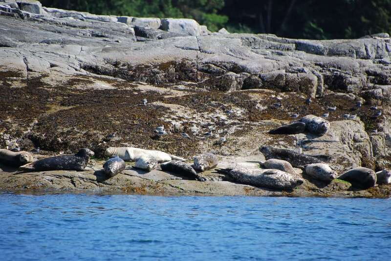 Campbell River: Salish Sea Whale Watching Adventure - Planning your day: what to bring, what to skip, and what to expect