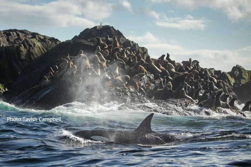 Campbell River: Salish Sea Whale Watching Adventure - Should you book this Campbell River whale watching tour?