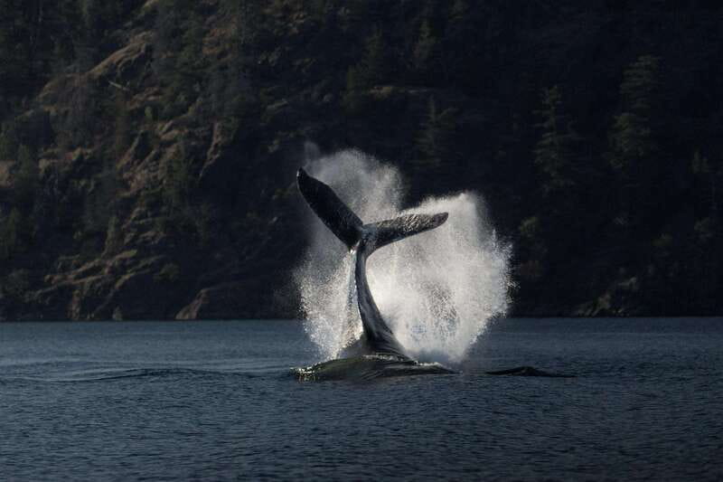 Campbell River: Whale Watching and Wildlife Viewing Day Tour - Key Things I’d Bookmark Before You Go