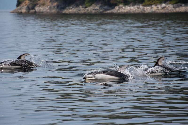 Campbell River: Whale Watching and Wildlife Viewing Day Tour - Entering The Right Mood for Wildlife Day Tours in Campbell River